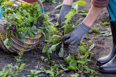 Flower Bed Weeding Service in Ventura County, CA