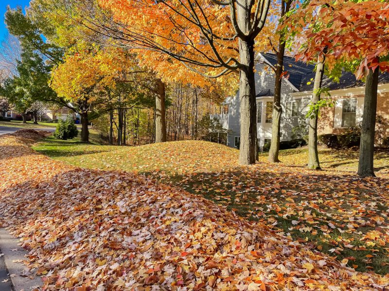 Leaf Removal in Ventura County, CA