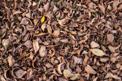 Prevent Pest Infestations
